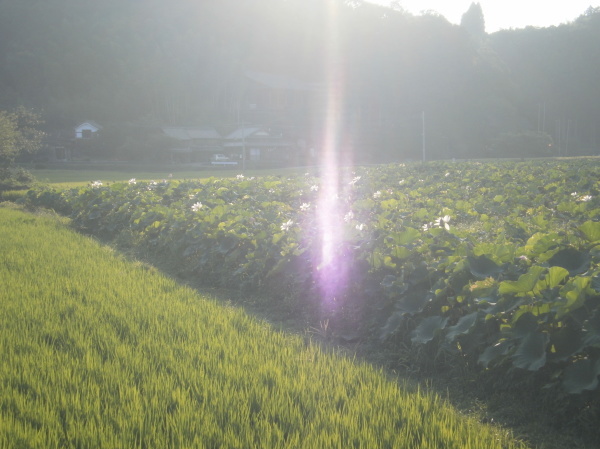 輝きの蓮の花☆_a0174458_21545039.jpg