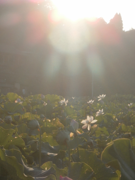 輝きの蓮の花☆_a0174458_22143441.jpg