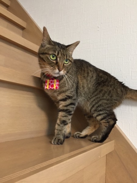 じゃら〜ん その2_e0331868_20514370.jpeg