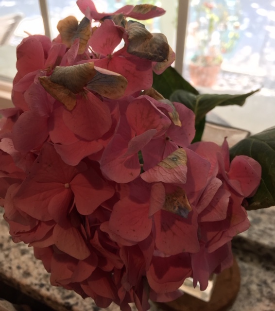 最近の花たちーグラジオラス、ダリア、トルコ桔梗などなど_e0350971_07322107.jpg