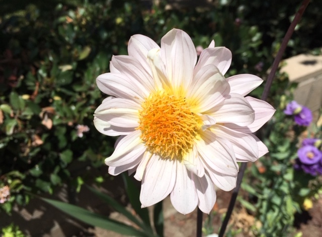 最近の花たちーグラジオラス、ダリア、トルコ桔梗などなど_e0350971_07334721.jpg