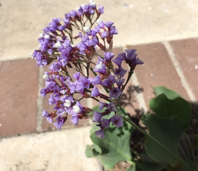 最近の花たちーグラジオラス、ダリア、トルコ桔梗などなど_e0350971_07374509.jpg
