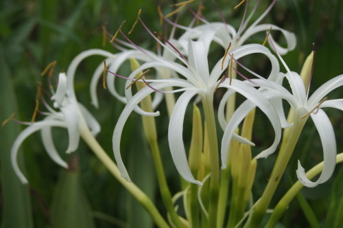 ハマユウの花 風の通る庭