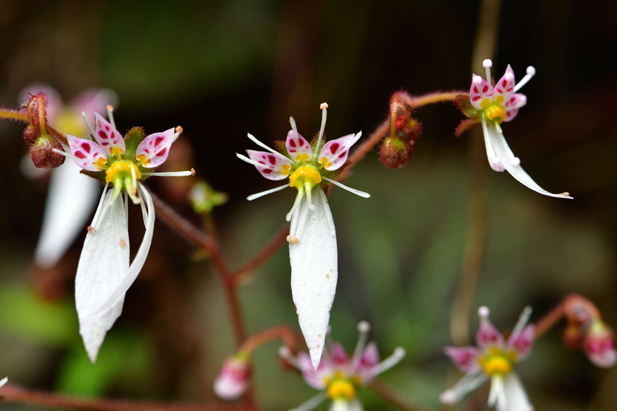 ユキノシタ 野の花山の花ウォッチング In 奥多摩