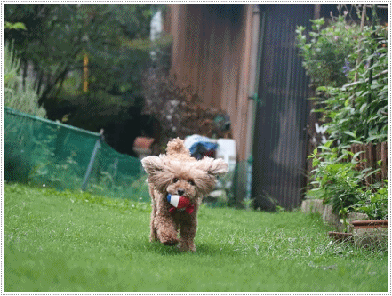 b0175688_20123100.gif