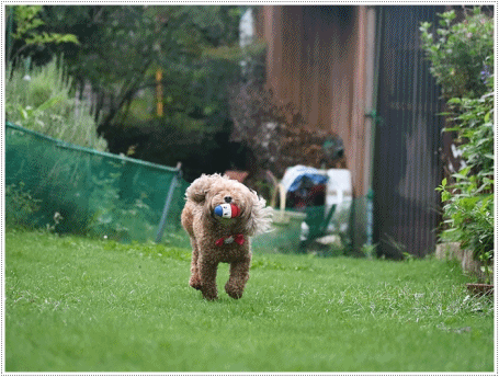 b0175688_20123520.gif