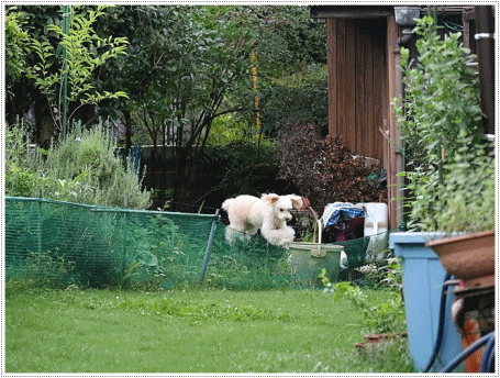 b0175688_20123977.gif