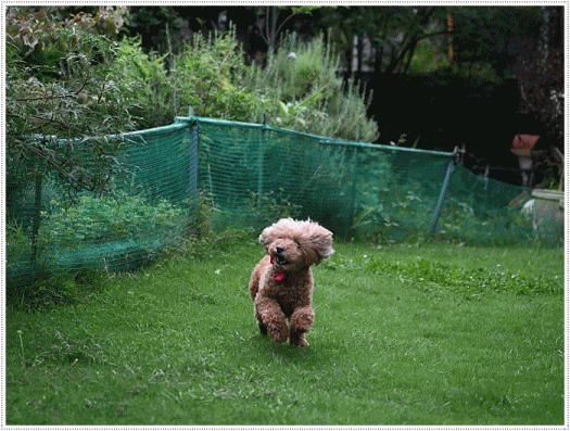 b0175688_20124366.gif