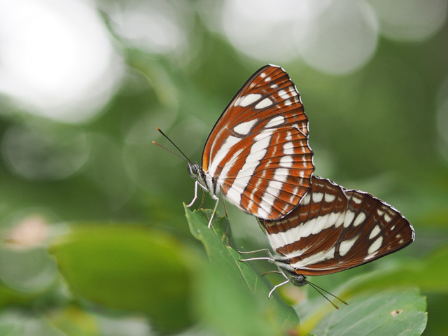 コミスジの交尾 90 Papillon 蝶の写真を撮っています コミスジの交尾 90 Papillon 蝶の写真を撮っています