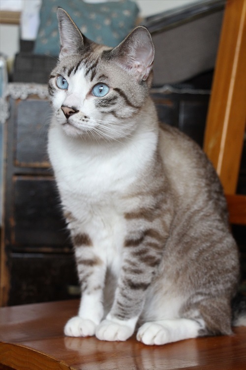 イケメン猫のゆるい日常_a0333195_21590401.jpg
