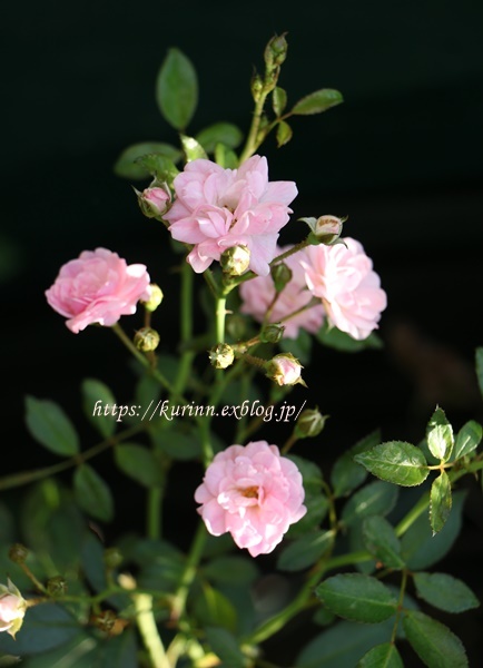 2番花のバラ　と　明石海峡大橋を見ながらほっこりTea　time_a0123003_21414771.jpg