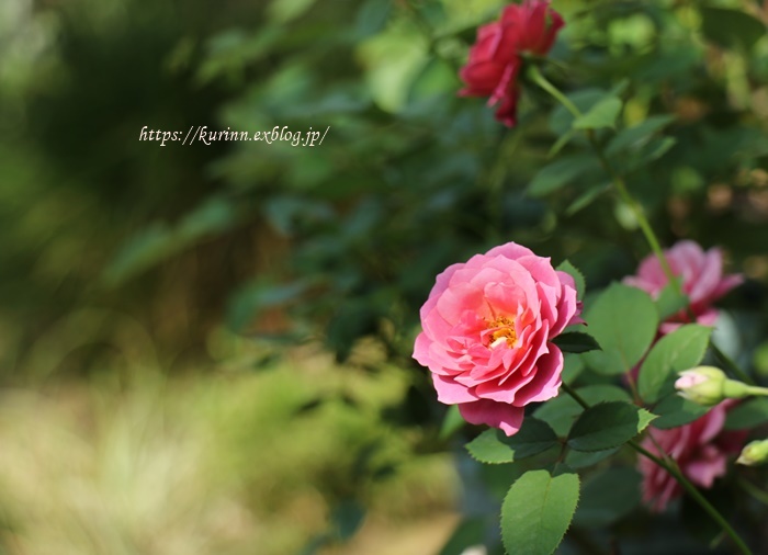 2番花のバラ　と　明石海峡大橋を見ながらほっこりTea　time_a0123003_21441427.jpg