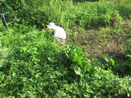 椿「炉開き」の実・自生のエビヅル_a0203003_20244045.jpg