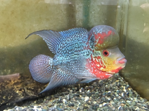 2019年7月26日更新の熱帯魚最新入荷情報!_b0141806_23471925.jpeg