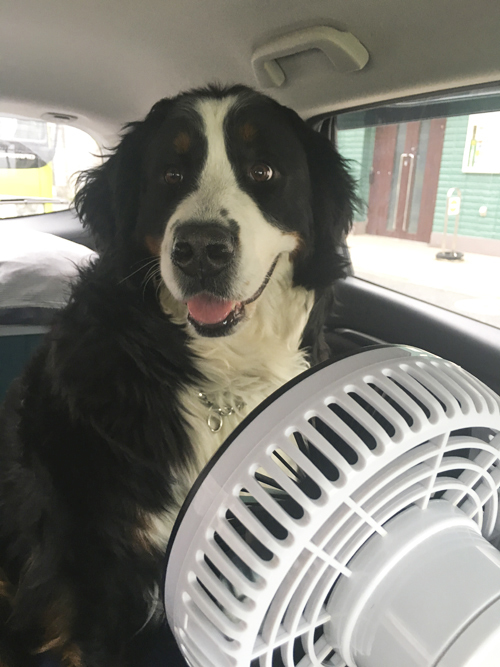 しゅっぱーーーつ 夢 むさしの