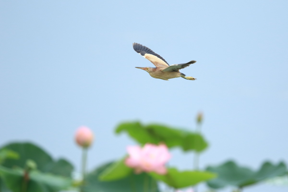 ヨシゴイ ハスの調整池で_f0369315_21303025.jpg
