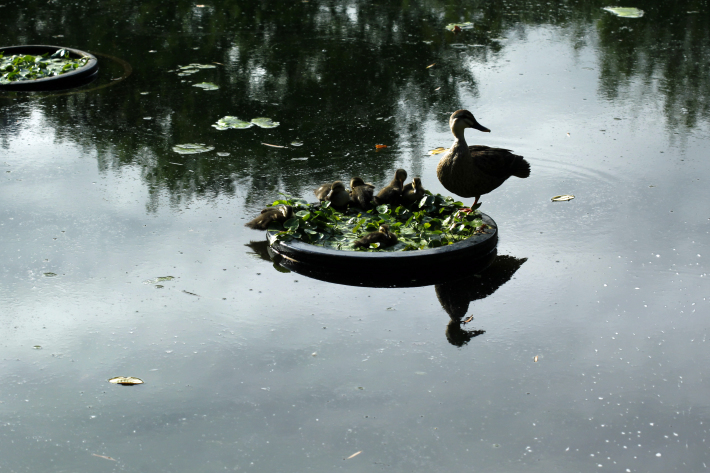 今日の向島百花園　オニユリ　オミナエシ　アジサイ　フヨウ　ハンゲショウ　アジサイ　ダンギク_b0379328_20430917.jpg