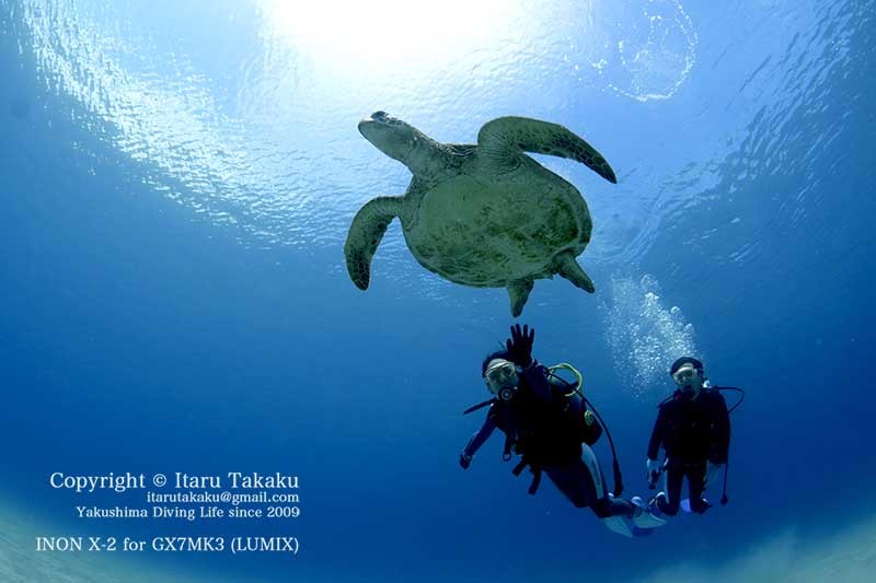 青すぎる海にアオウミガメ!_b0186442_12411452.jpg