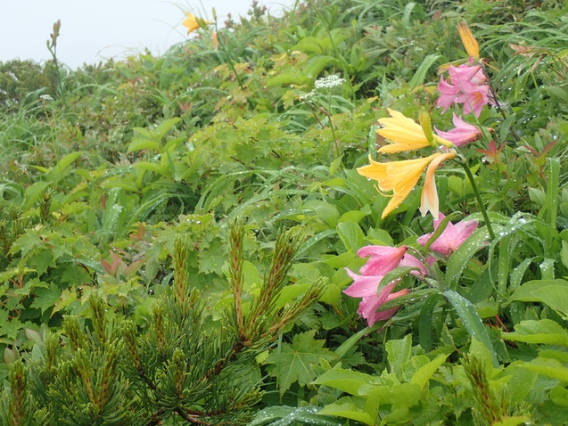 2019/7/19~21飯豊山 その2 梅花皮小屋から本山小屋_b0189948_0135224.jpg