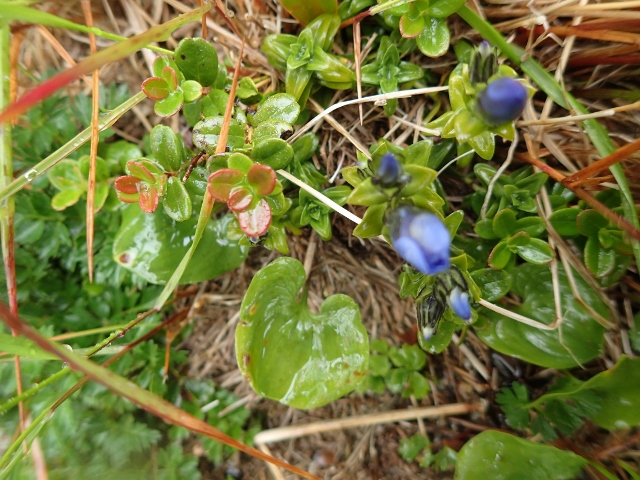 2019/7/19~21飯豊山 その2 梅花皮小屋から本山小屋_b0189948_0175475.jpg