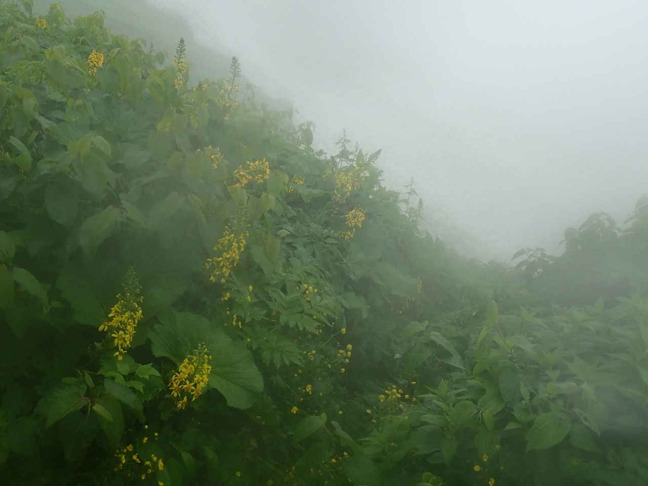 2019/7/19~21飯豊山 その2 梅花皮小屋から本山小屋_b0189948_062340.jpg