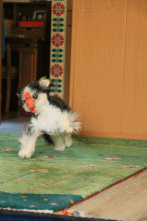 c0145250_10034713.gif