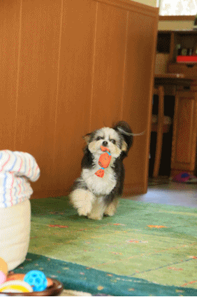 c0145250_10040140.gif
