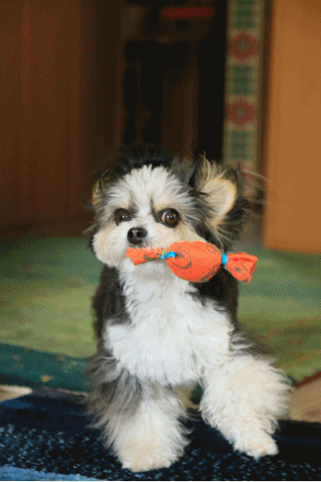 c0145250_10041192.gif