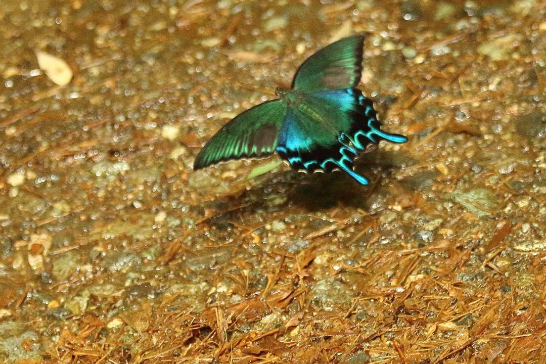 e0403850_12402436.jpg