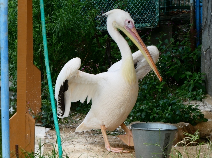 　　お城の動物園　モモイロペリカン　モモ君　　２０１９-０８-０１　００：００ 　　 　　_b0093754_22215093.jpg