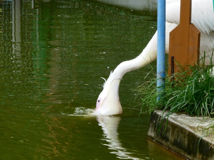 　　お城の動物園　モモイロペリカン　モモ君　　２０１９-０８-０１　００：００ 　　 　　_b0093754_22223553.jpg