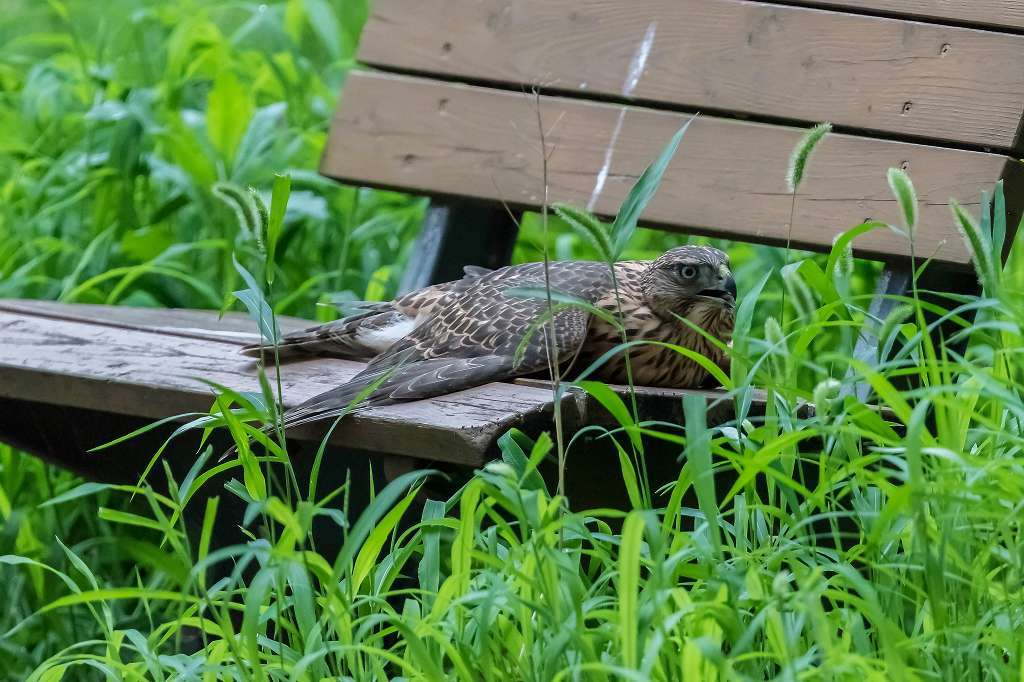 オオタカ幼鳥の排便シーン_f0044056_15295888.jpg