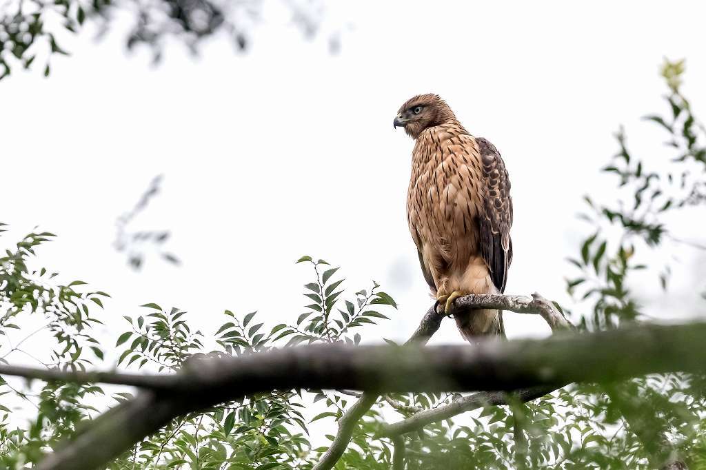 オオタカ幼鳥の排便シーン_f0044056_15334430.jpg