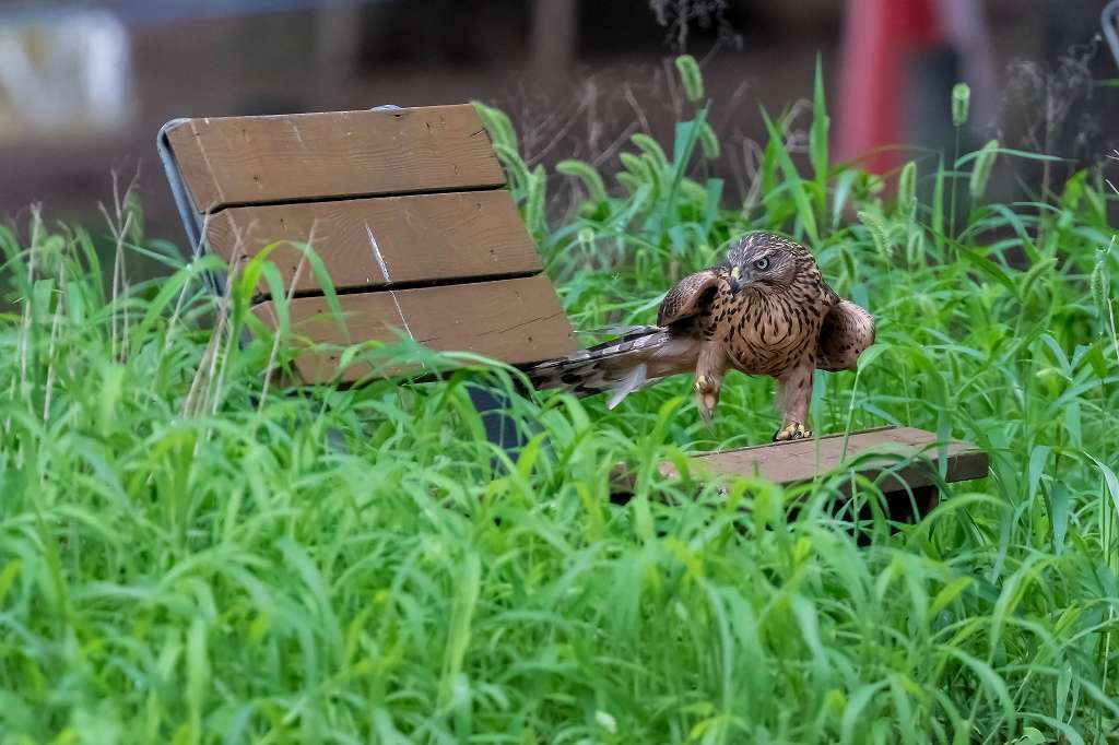 オオタカ幼鳥の排便シーン_f0044056_15370010.jpg