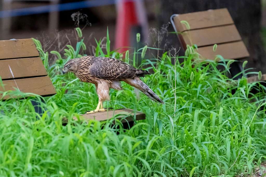 オオタカ幼鳥の排便シーン_f0044056_15373893.jpg