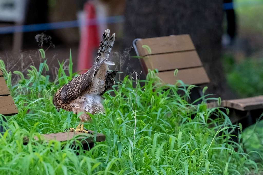 オオタカ幼鳥の排便シーン_f0044056_15375995.jpg