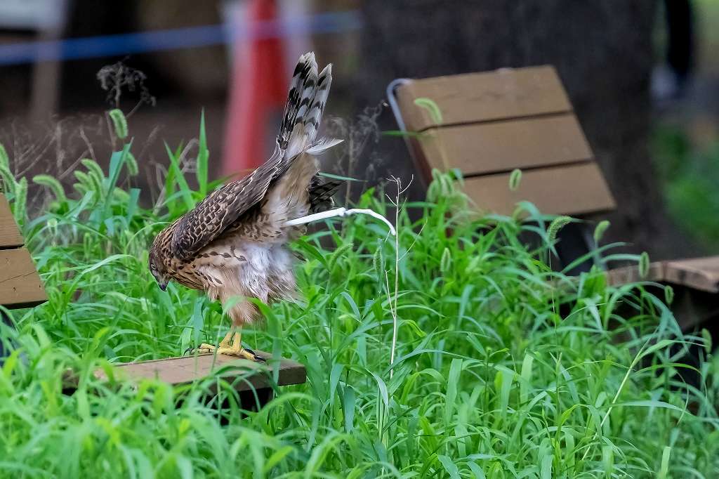 オオタカ幼鳥の排便シーン_f0044056_15382128.jpg