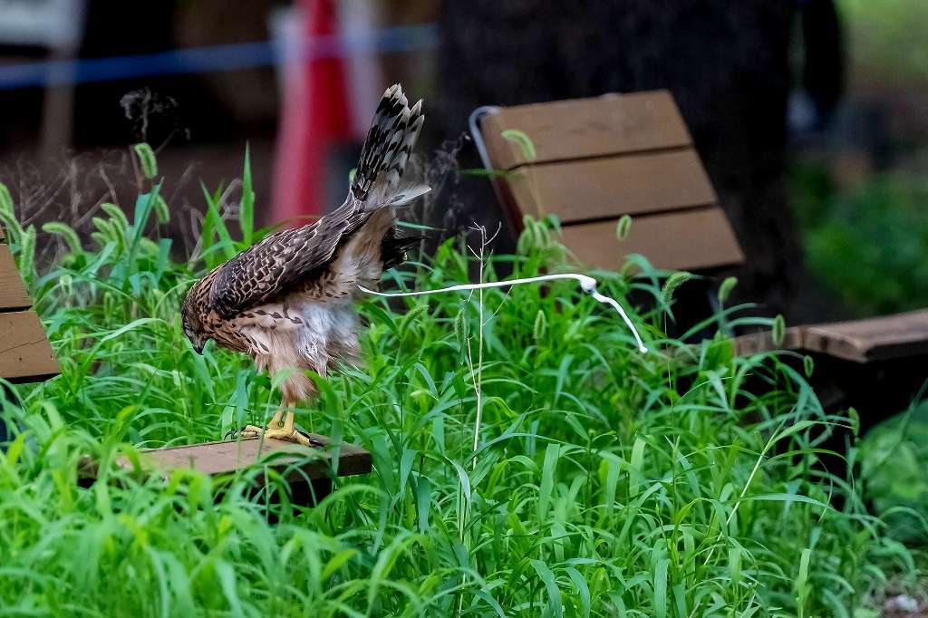 オオタカ幼鳥の排便シーン_f0044056_15384388.jpg