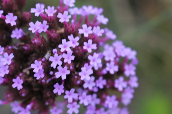 柳花笠 ヤナギハナガサ ひげ爺の花便り