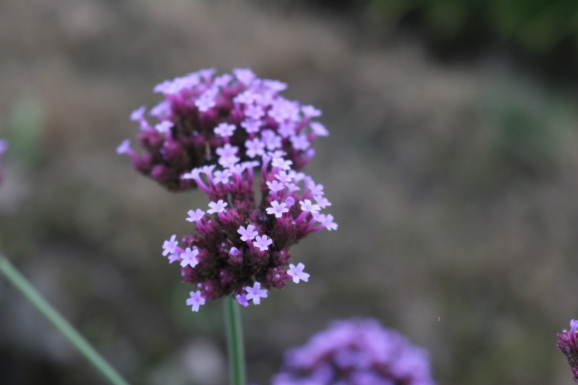 柳花笠 ヤナギハナガサ ひげ爺の花便り 柳花笠 ヤナギハナガサ ひげ爺の花便り