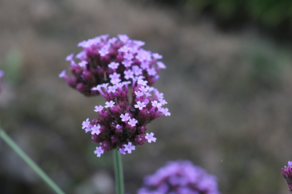 柳花笠 ヤナギハナガサ ひげ爺の花便り