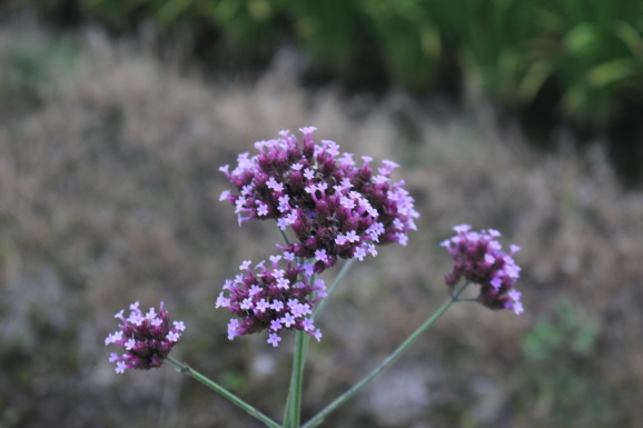 柳花笠 ヤナギハナガサ ひげ爺の花便り