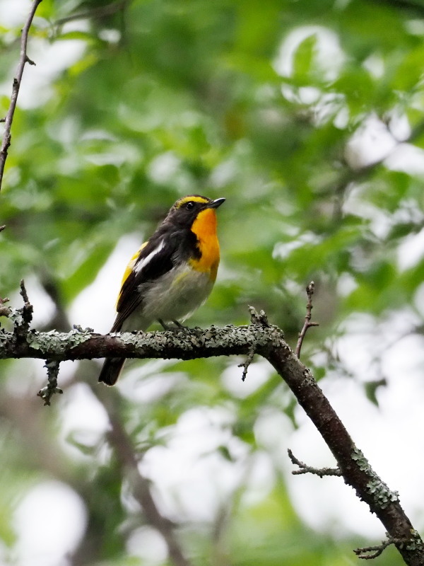 野鳥が元気な戦場ヶ原_f0372177_11572296.jpg