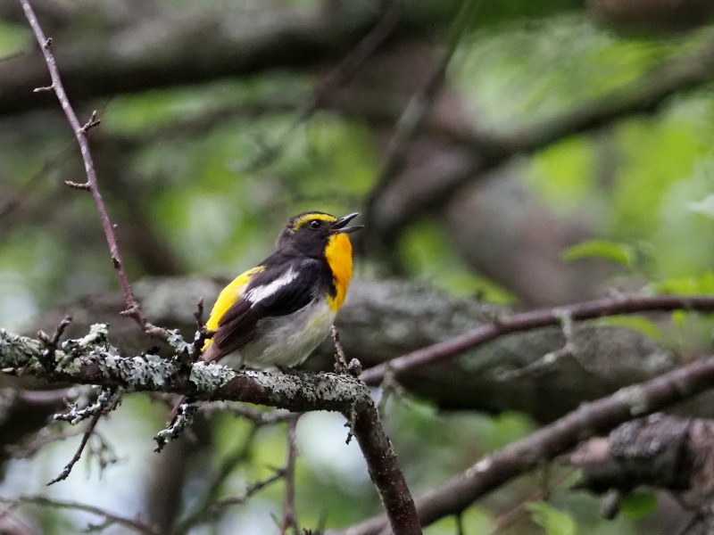 野鳥が元気な戦場ヶ原_f0372177_11572686.jpg