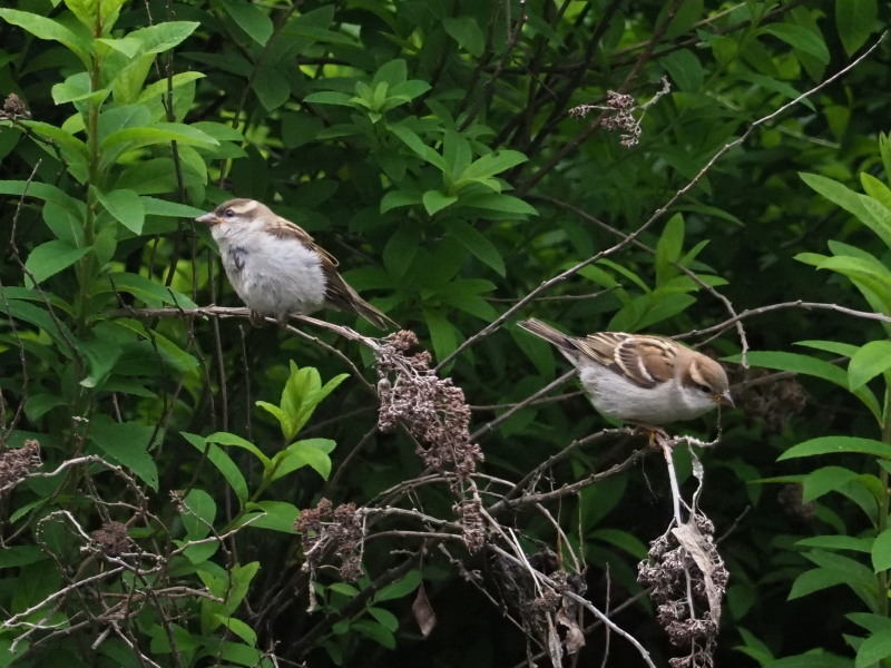 野鳥が元気な戦場ヶ原_f0372177_11590062.jpg