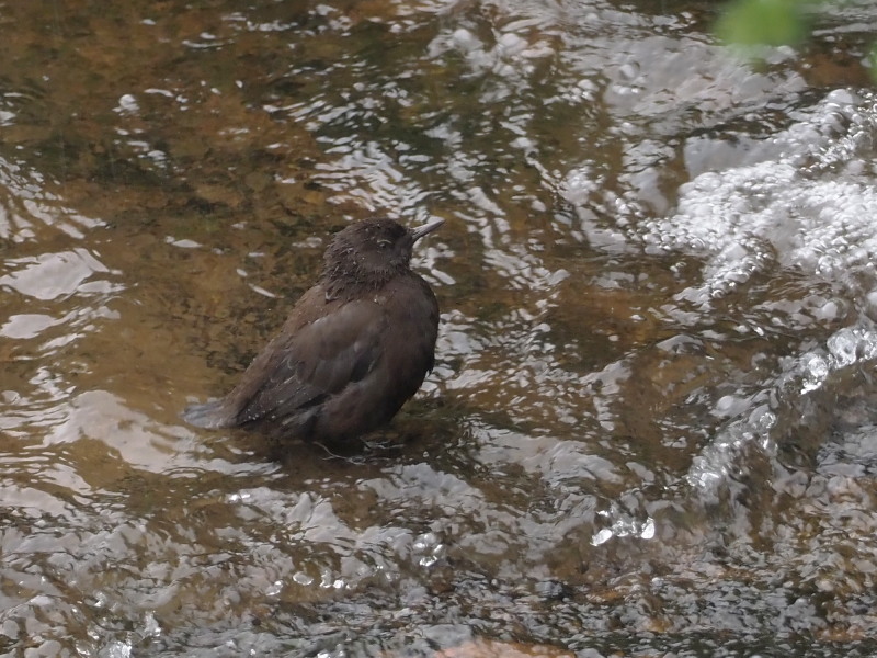 湯川でカワガラスが遊んでました_f0372177_21260060.jpg