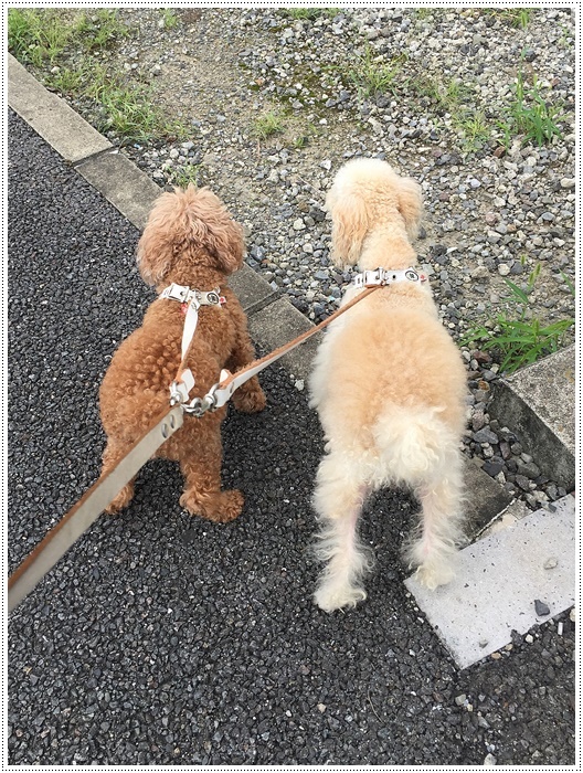 さくらと大 月１トリミングでスッキリ 夏はおパンツ暑そうだから 小さめお願いしました さくらおばちゃんの趣味悠遊