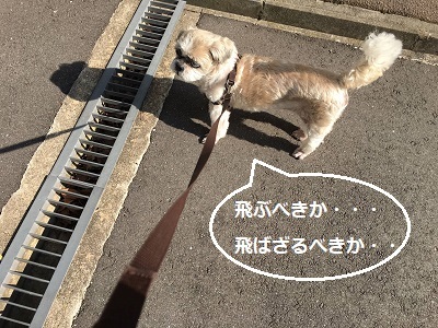 モンキー柄のシャツ完成~♪_f0372998_18415449.jpg