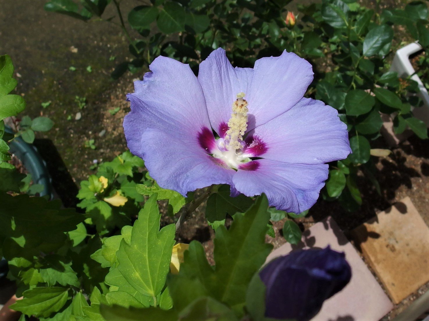 夏の花です ブルーバード ７月末 小さな庭でバラさんたちと