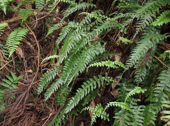 シダの新産地と ムヨウラン タシロランの花を見る 出町隠居のブログ